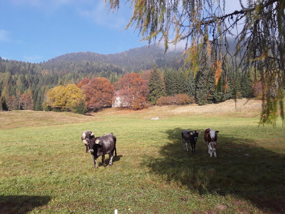 Апарт отель Chalet Musiera Castrozzi Экстерьер фото